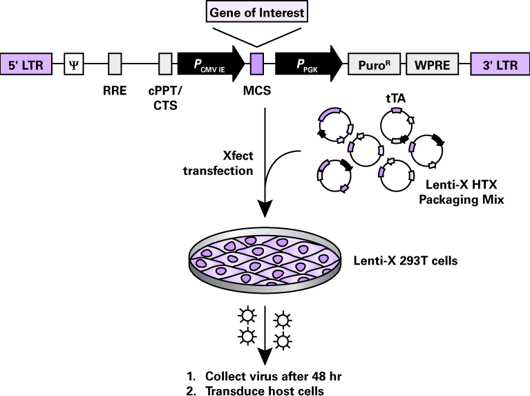 Lentiviral Vector Systems With An Ef Alpha Promoter